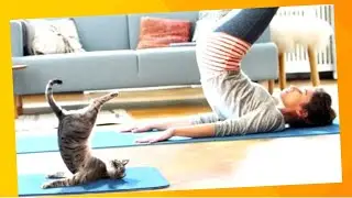 Os Animais Mais Atrapalhados Que Você Já Viu ⭐Gatos Engraçados