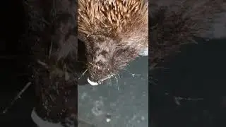 Ёжик зашёл в гости🤣🤣
