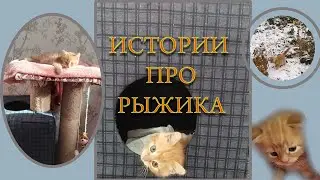 К РЫЖЕМУ ПРИШЛА ПОДРУГА/РЕАКЦИЯ РЫЖЕГО/НЕОЖИДАННЫЙ ПОВОРОТ/ ДЕНЬ НАЧАЛСЯ