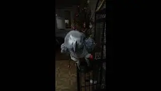Попугай Гоша