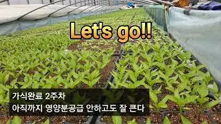 고추가식 2주차모습 아직 영양제살포는 한번도 안했어요