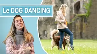 COMMENCER LE DOG DANCING avec ton CHIEN (Les bases pour Débutant)