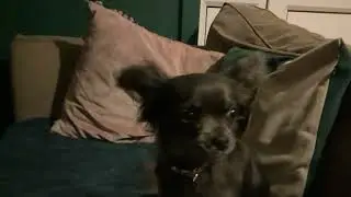 It’s a tiny dog