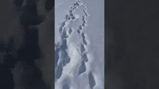 Следы матерого лося!