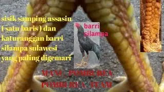 sisik assasin atau baris satu yang memiliku keunggulan pukulan, dan katuranggan barri silampa