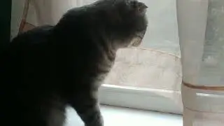 Кот И Его Инстинкты