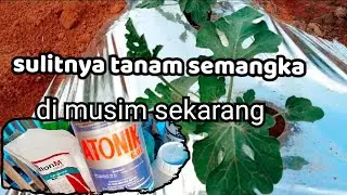 harus teliti merawat semangka dari awal bagi pemula step by step