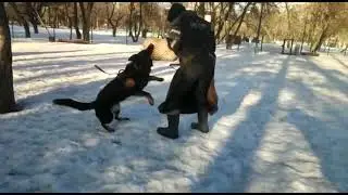 Blackberry House Abby protection training with Alexsey Perekopskiy