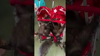Подарок от гостей! 