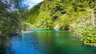 Звуки природы, шум леса, пение птиц - сна, Медитации, Relax 3 часов