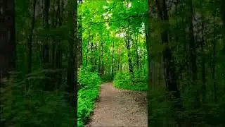 отдохни душой,Релакс, звуки природы, прогулка по лесу, #природа природа России, лето в России, АСМР,