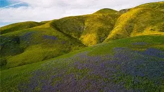 SPRING in CALIFORNIA