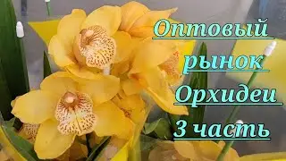 Оптовый рынок. Орхидеи.3 часть.