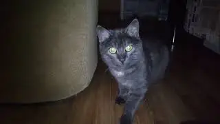 Кино #1 Кот Буська