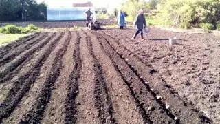 Сажаем картошку самодельным мотоблоком 2016
