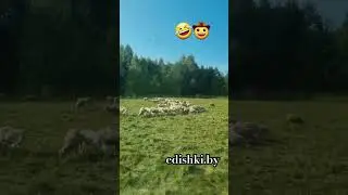 edishki.by 🇧🇾🤠