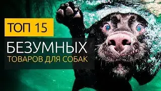 ТОП 15 БЕЗУМНЫХ ТОВАРОВ ДЛЯ СОБАК