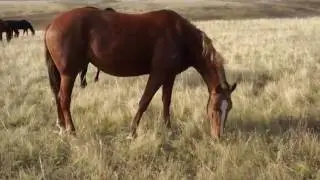 Принцесса Кейт в Самарском конезаводе