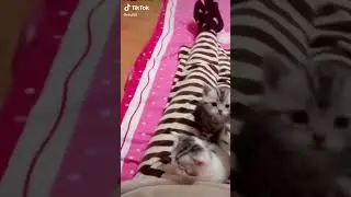 komik kedi videosu #shorts #komikkedivideoları #serseritv