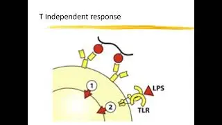 T and B cell interactions ppt 1 2023 ||