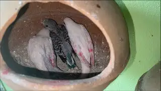 Budgies Colony  || Budgies Hut