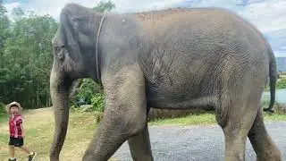 Amazing Asia - Elephant Sanctuary in Thailand( the biggest?)