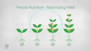 Haifa Solutions for Soilles Greenhouses