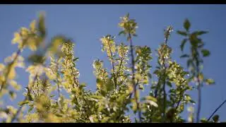 Green Garden BMPCC 6K Pro