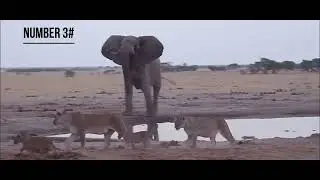 Five of the most brave and cool animals! 🦆🐶🐯
