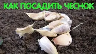 Посадка чеснока под зиму/ КАК ПОСАДИТЬ ЧЕСНОК