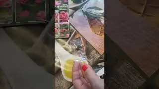Семена "Лотос орехоносный"
