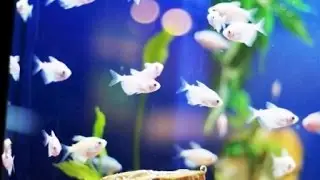 Как развести рыбу в  дачном пруду