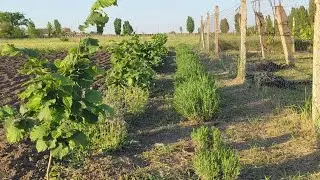 Пасіка вихідного дня 🏃 Весняні медоноси на ділянці 2024