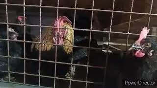 My chicken coop. Keeping chickens in cages.
