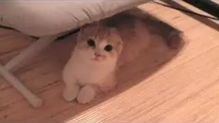 歳三の鳴き声