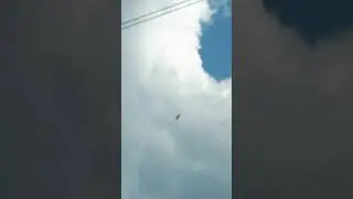 The Bird⛅🐦 Интересная Птица😍