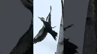 The gorgeous and huge pileated woodpecker #birdwatching #ottawa #canada #nature #pileatedwoodpecker