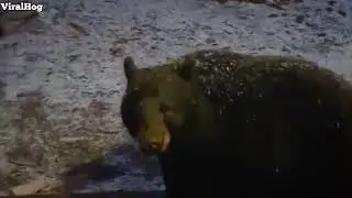 That is one polite bear