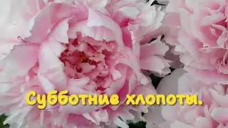 Жара. Огород. Купила первый арбуз.