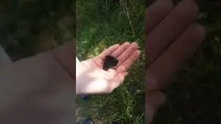 Бабочка на оскара