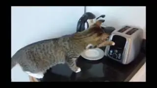 Нарезка приколов с кошками 2017 года #1