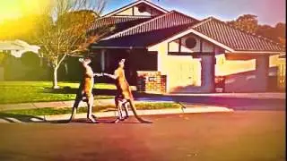 Сходка Кенгуру!!!