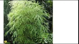 Бамбук фаргезия фунгоса (bamboo fargesia fungosa)