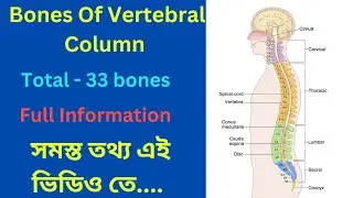 bones of vertebral column//vertebral column anatomy #vertebralcolumn #vertebra #vertebral