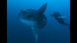 Mola alexandrini 2021