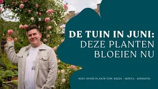 De tuin in juni: deze planten bloeien nu I Angelo Dorny