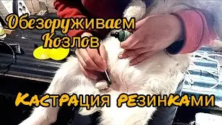 Кастрация козлят резинками/ Как дела в хозяйстве
