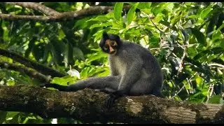 Sabah Grizzled Langur—Threatened By Hunting