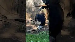 Он не укусит