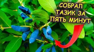 Как собрать тазик жимолости с куста за 5 минут. Три способа сбора  ягод жимолости. Жимолость.